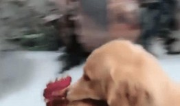 老王爆料神狗视频,老王独家爆料视频背后的惊人真相